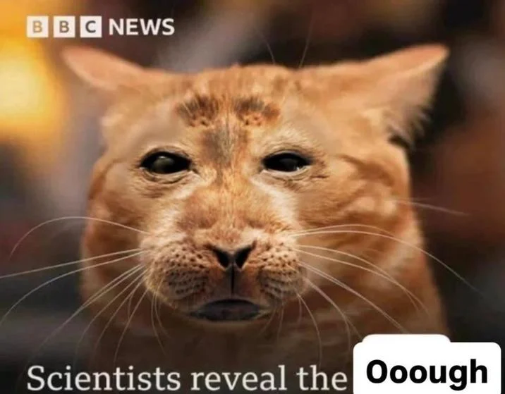 Scientists Reveal the Hi — Edited sleepy-looking orange cat with BBC News logo and 'Ooough' label
