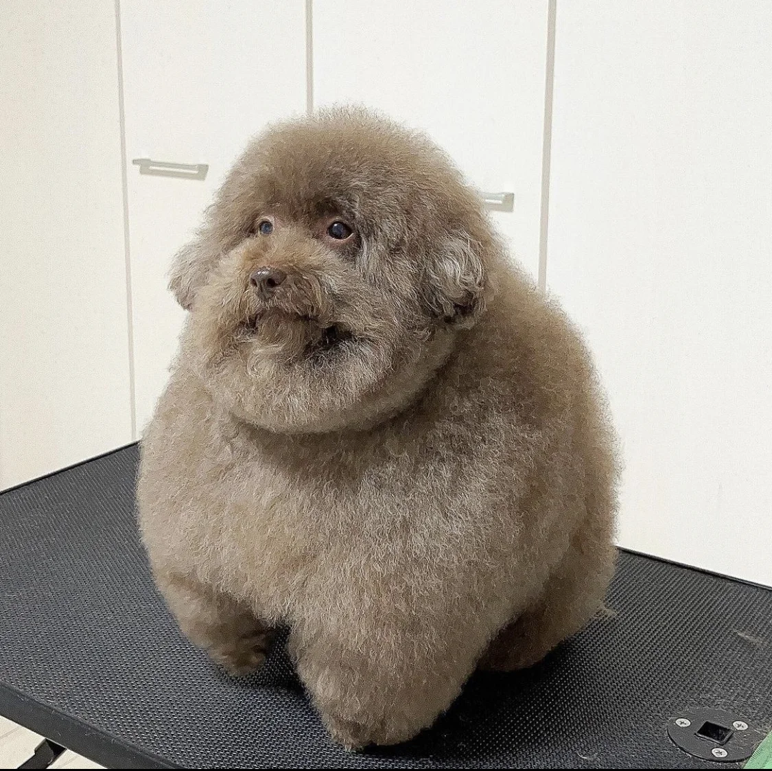 Scoobert and Churchill — High resolution photo of fluffy brown toy poodle Scoobert on grooming table