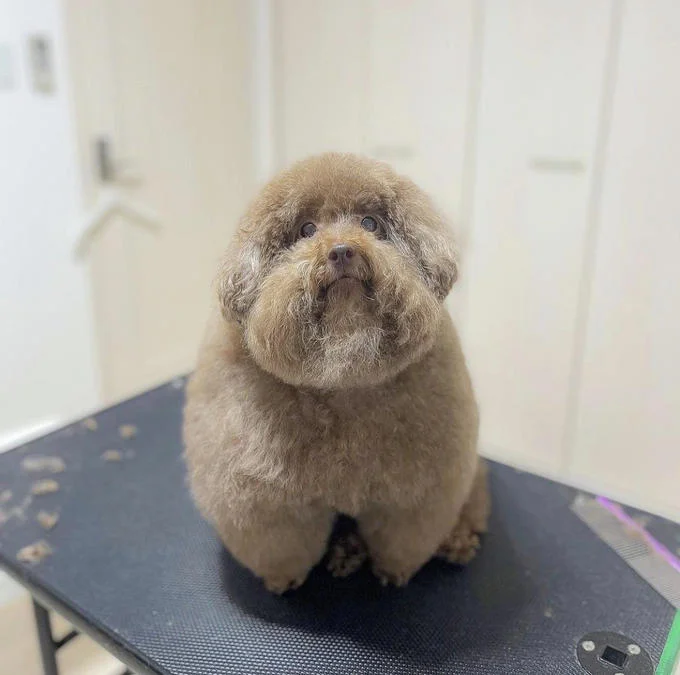 Scoobert and Churchill — Front view of fluffy brown toy poodle sitting on grooming table