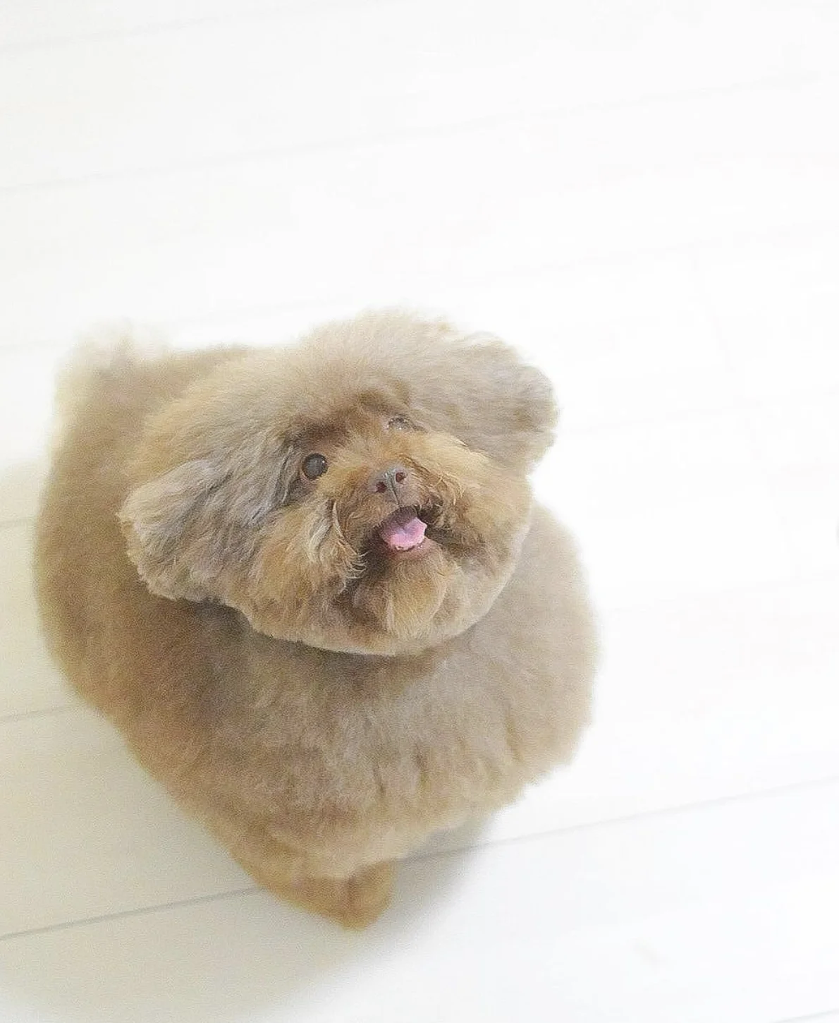 Scoobert and Churchill — Overhead photo of fluffy brown poodle Scoobert on white floor with tongue out