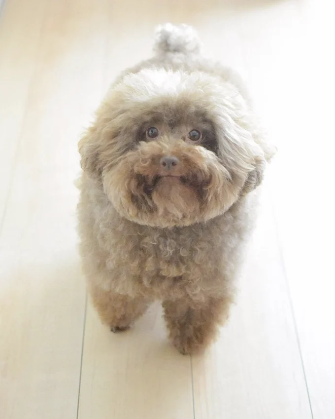 Scoobert and Churchill — Small fluffy brown poodle standing on wooden floor looking up at camera