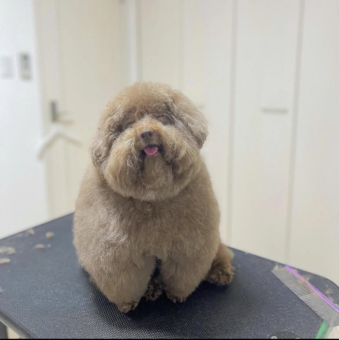 Scoobert and Churchill — Fluffy brown poodle smiling with tongue out on grooming table