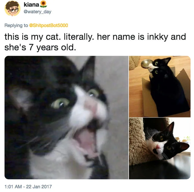 Tweet by kiana @watery_day claiming the screaming cat is her cat named Inkky, with three photos of a black and white cat.