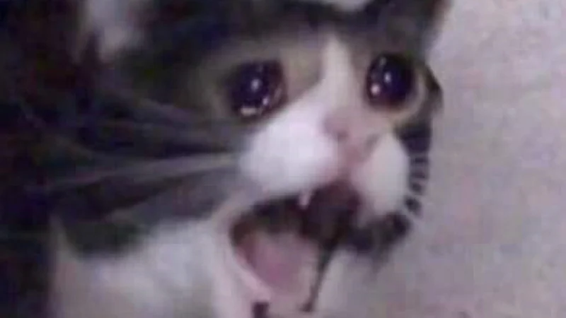Screaming Cat — Close-up of a tuxedo cat with teary eyes and open mouth, looking startled and screaming.