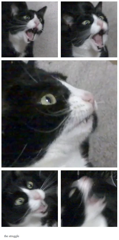 Screaming Cat — Collage of five photos of a black and white tuxedo cat meowing from different angles, labeled 'the struggle'.