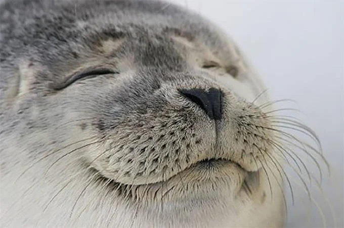 Seal of Approval — Higher resolution photograph of a content-looking harbor seal with closed eyes