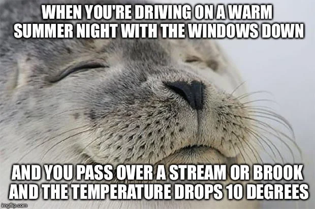 Seal of Approval — Seal meme about the empty seat next to you when flight attendants close the cabin doors