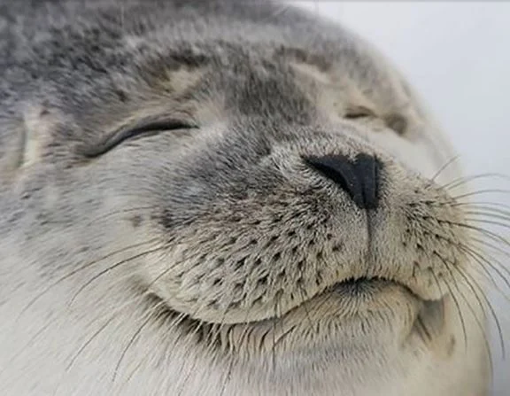 Seal of Approval — Smiling harbor seal with closed eyes and content facial expression