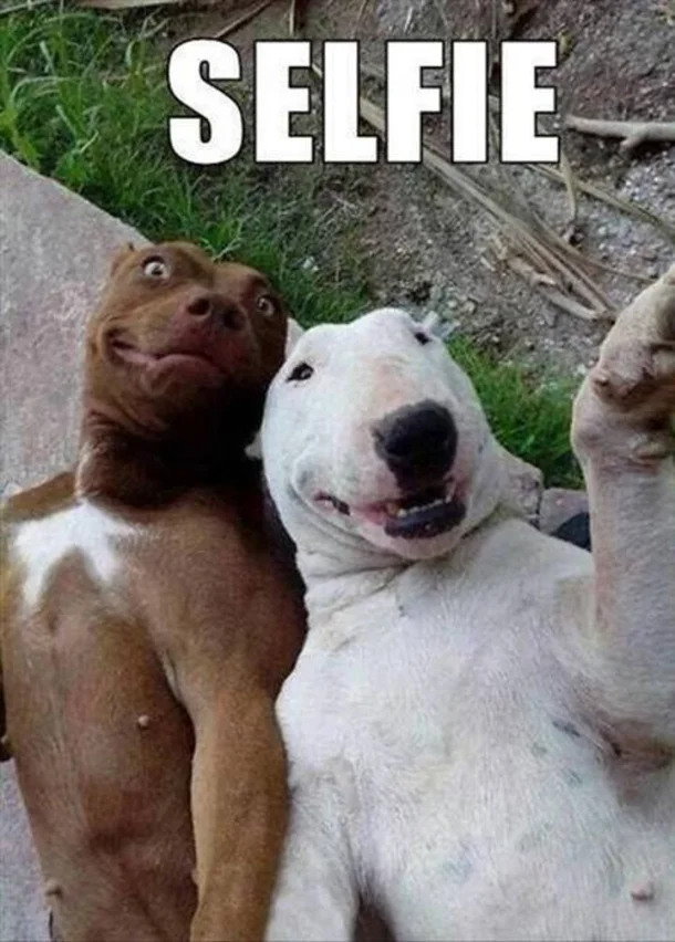Two dogs, one brown and one white, taking a selfie together with a camera phone visible in the frame, with 'SELFIE' text overlay.