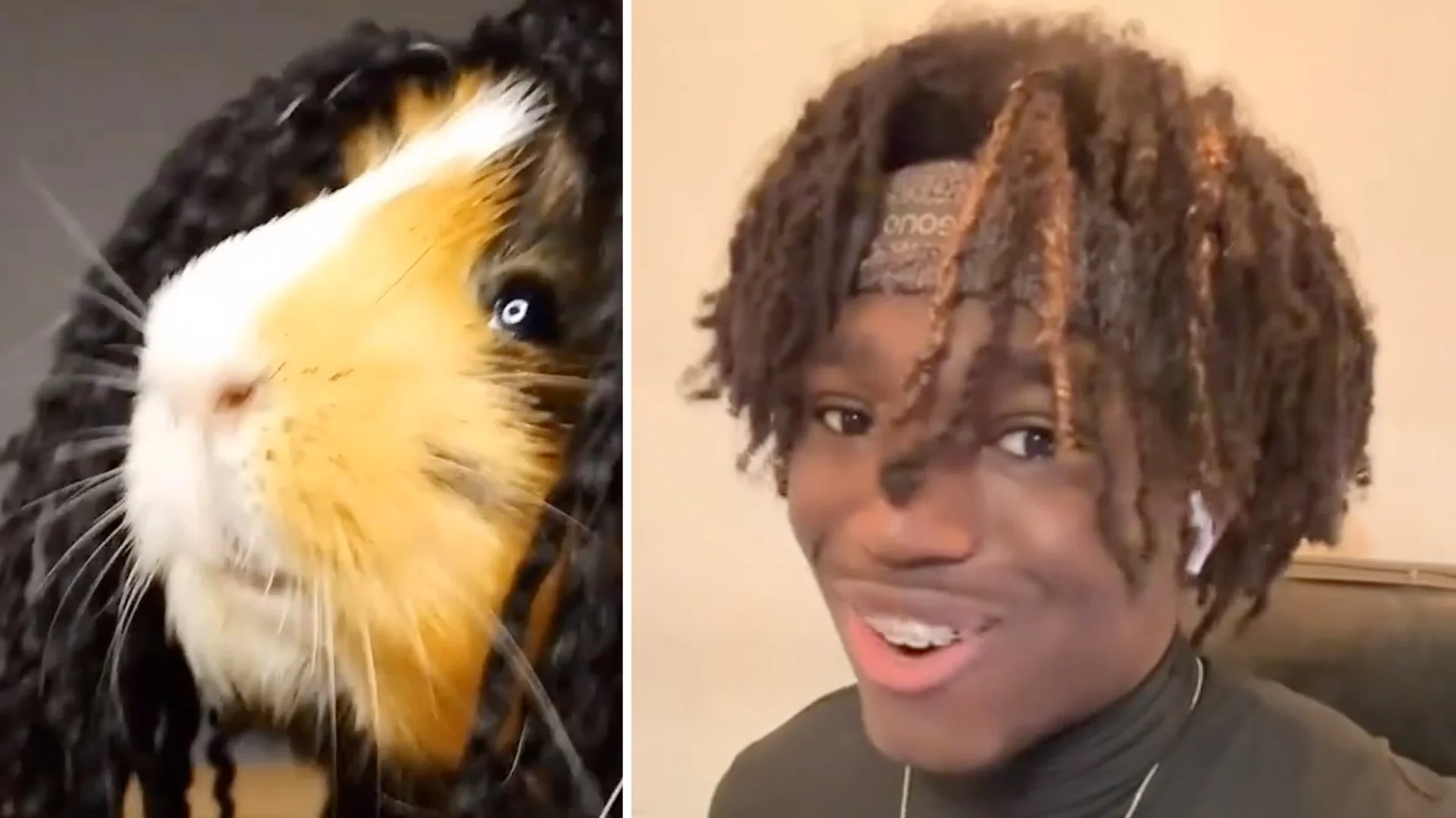 Shake Your Dreads — Split image comparing a guinea pig with braided-looking fur to a young man with dreadlocks