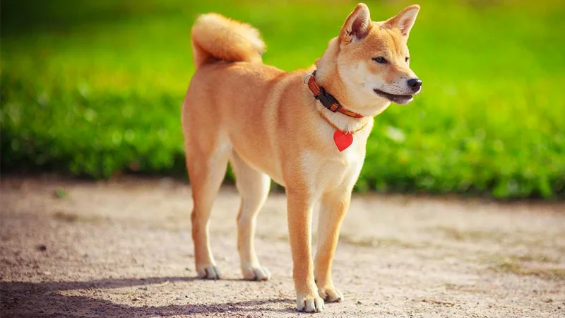 Shiba Inus — Shiba Inu dog standing on a path with green grass in the background