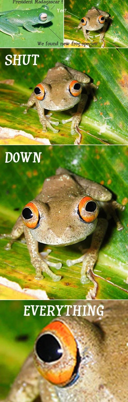 Madagascar frog comic parody with Shut Down Everything zoom panels
