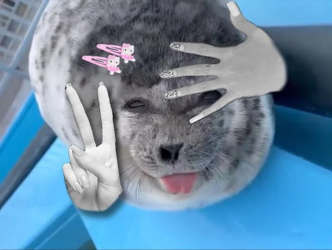 Silly Baby Seal With Tongue Out Ponsuke Kun — Ponsuke-kun seal edited with peace-sign hands and pink Hello Kitty hair clips.