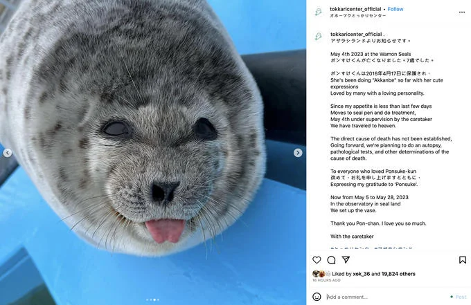 Silly Baby Seal With Tongue Out Ponsuke Kun — Instagram post from Tokkari Center announcing the death of Ponsuke-kun the seal with tongue out.