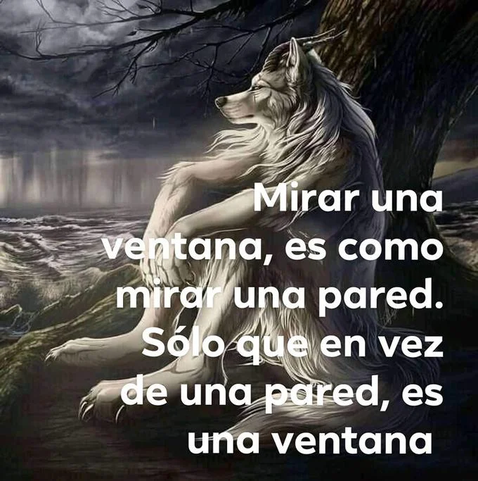 Sitting Wolf image with Spanish philosophical text about windows and walls