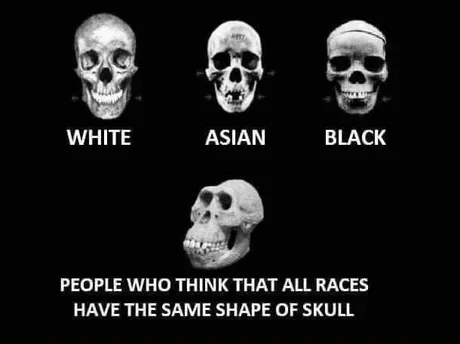Three white skull images labeled by race with a larger skull below captioned about people who think races have different skull shapes.