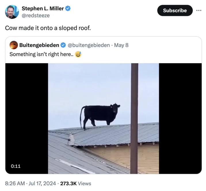 Sloped Roof Secret Service Director Comment — Tweet showing a black cow standing on top of a sloped metal roof, mocking the sloped-roof excuse.