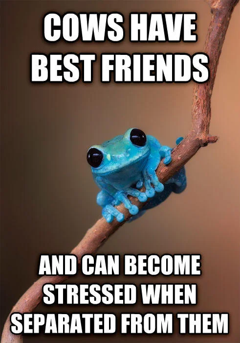 Small Fact Frog meme about cows having best friends and getting stressed when separated.