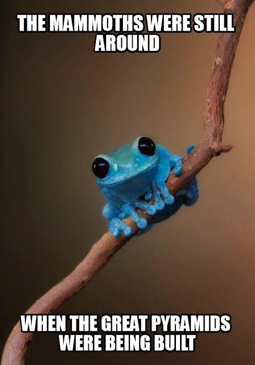 Small Fact Frog meme stating mammoths were still around when the great pyramids were being built.