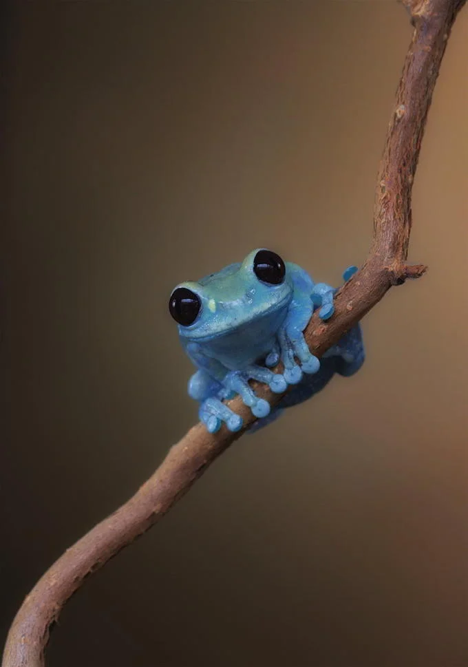 Small Fact Frog — Uncaptioned vertical stock photo of a blue tree frog on a curved branch.
