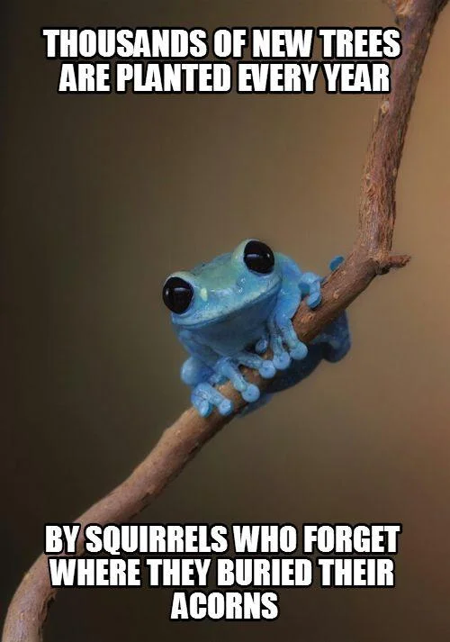Small Fact Frog meme about squirrels planting trees by forgetting buried acorns.