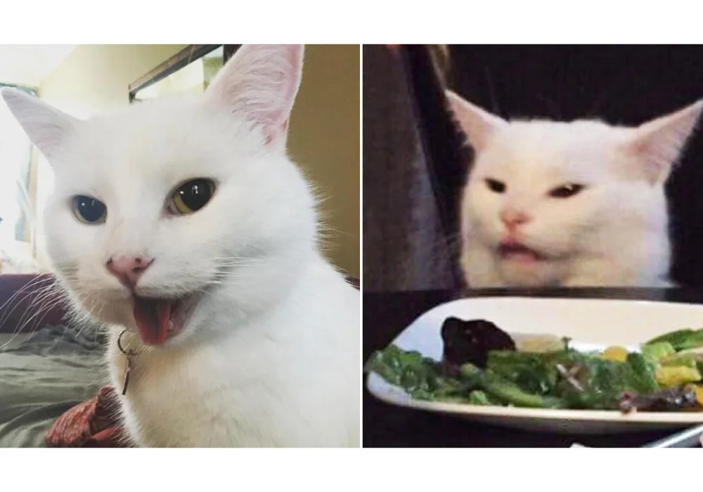 Smudge the Cat — A side-by-side comparison showing cheerful Smudge on left versus the iconic disgruntled dinner table Smudge on right.