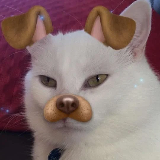 Smudge the Cat — White cat wearing pink collar with oversized biscuit or pastry-like elements digitally superimposed on face.