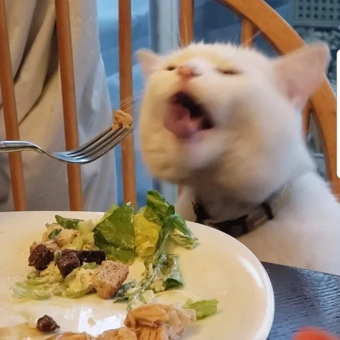 Smudge the Cat — Smudge the white cat at dinner table with mouth wide open in shocked or exaggerated expression.