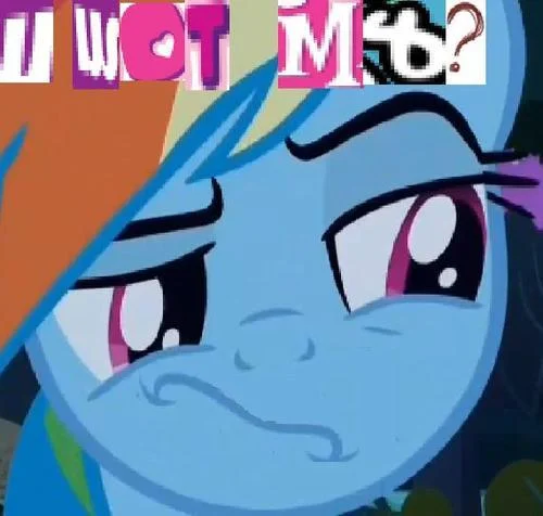 Smugdash — Smug Rainbow Dash face captioned with ransom-note style 'U WOT M8?' text