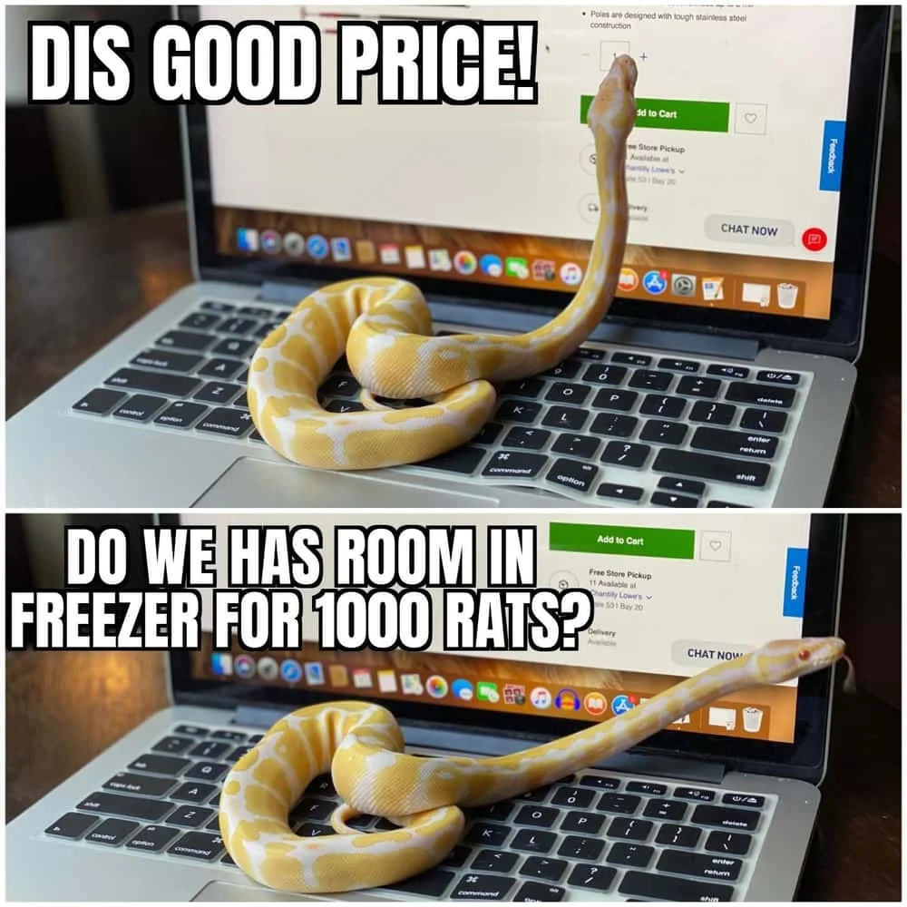 Snek — A ball python coiled on keyboard captioned with price-checking humor and space-for-rats questions.