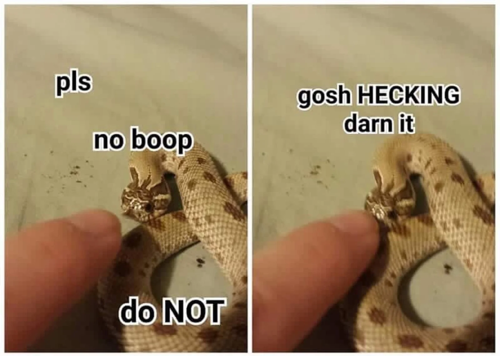 A small reptile with snek-speak captions including 'pls no boop' and 'gosh HECKING darn it.'