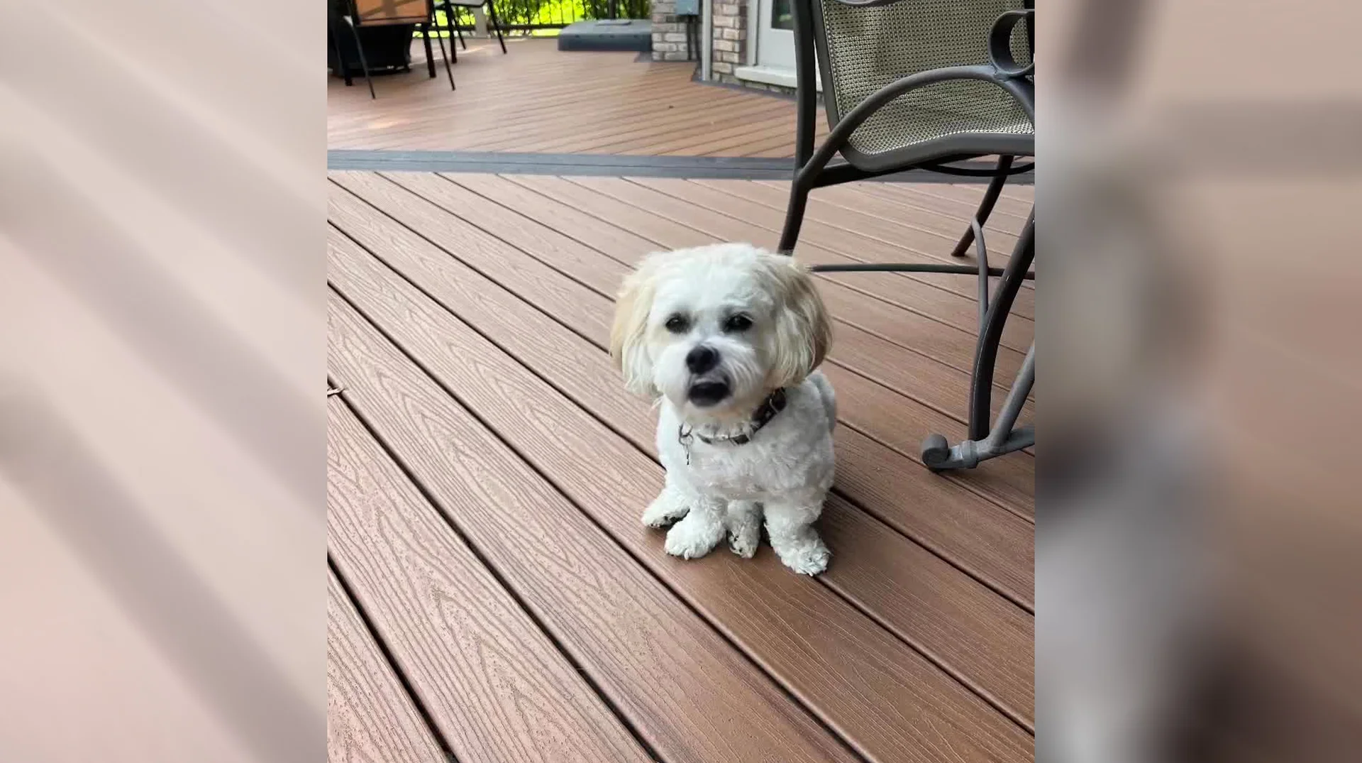 So Wake Me Up Dog — Small white fluffy dog sitting on wooden deck with mouth open as if singing