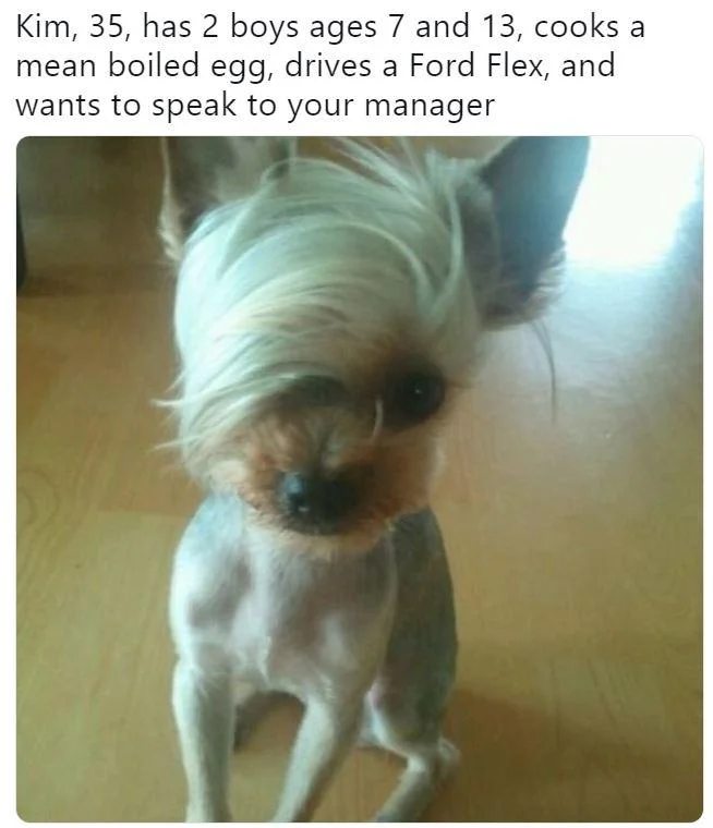 "Speak to the Manager" Haircut — Yorkie dog with bob-style haircut captioned as Kim who wants to speak to your manager.