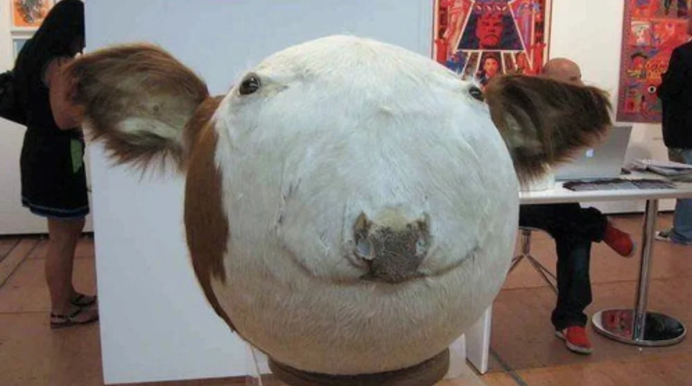 Sphere Cow — Close-up of a spherical taxidermied cow head art piece in a gallery