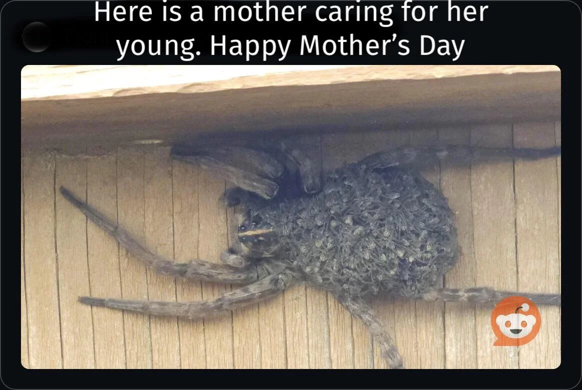 It's Free Real Estate meme joking about house spiders moving into human homes