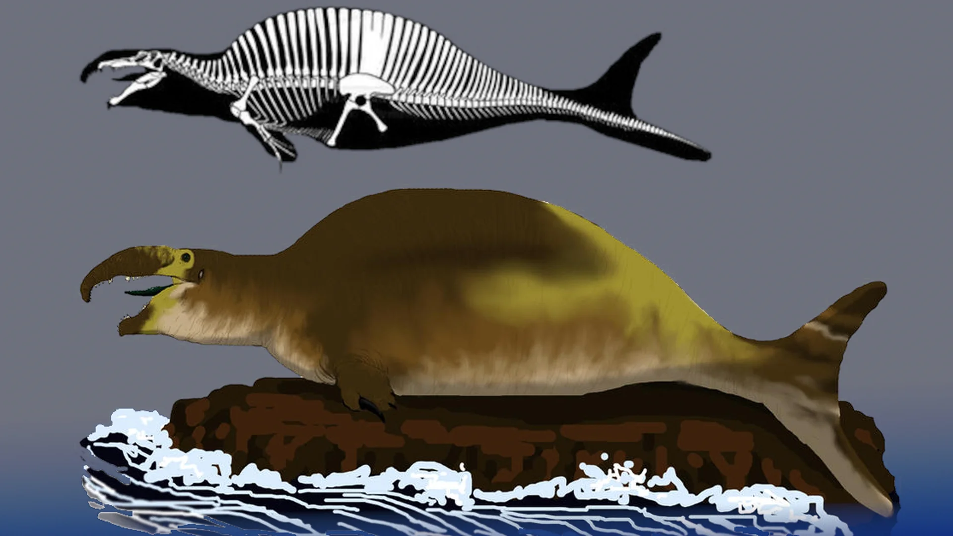 Spinofaarus Spinosaurus Nerf — Bloated seal-like Spinosaurus reconstruction with skeletal diagram above it