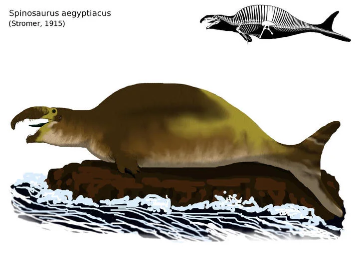 Spinofaarus Spinosaurus Nerf — Labeled Spinosaurus aegyptiacus Spinofaarus reconstruction with skeletal reference
