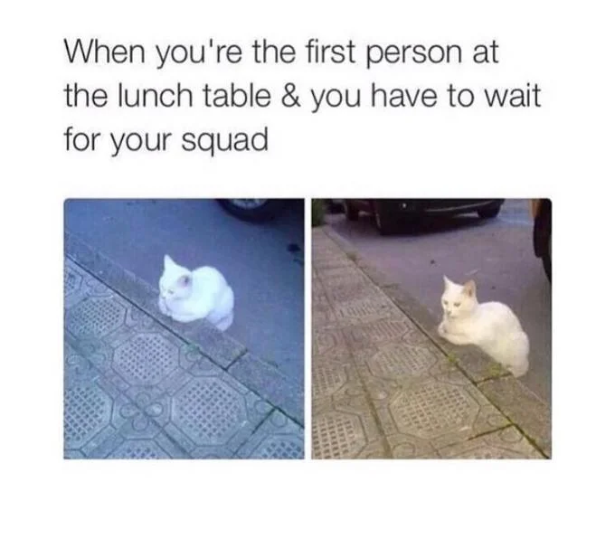 Squad — Side-by-side cat photos from different locations, captioned 'When you're the first at lunch table waiting.'
