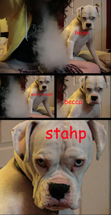 Photo collage of a white boxer dog with red captions becca, wat r u doin, becca, stahp