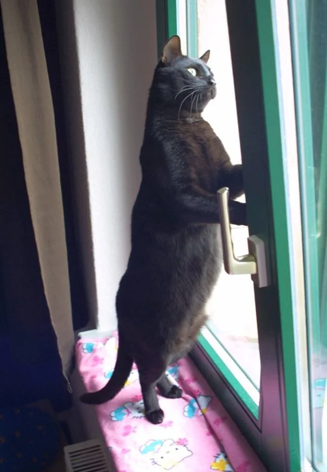Standing Cat — Black cat standing on hind legs by a window with paw on the handle