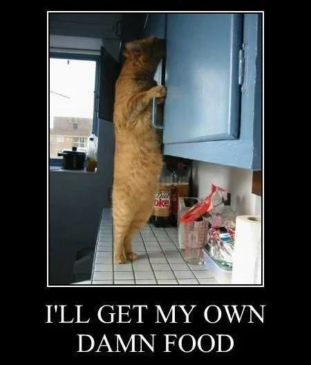 Standing Cat — Orange cat standing on hind legs raiding a kitchen cupboard with caption 'I'll get my own damn food'