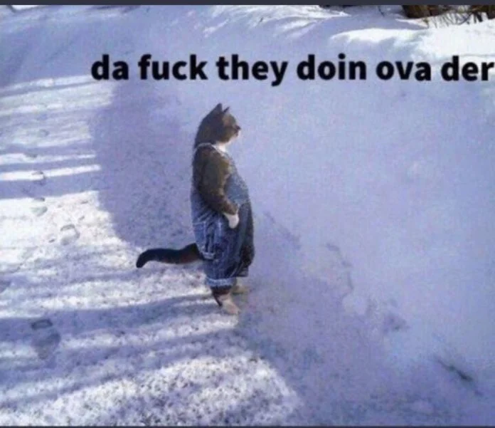 Standing Cat — Cat standing upright in the snow with caption 'da fuck they doin ova der'