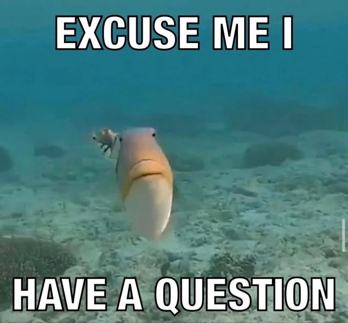Staring Animals — Fish swimming toward camera with caption 'Excuse me I have a question'
