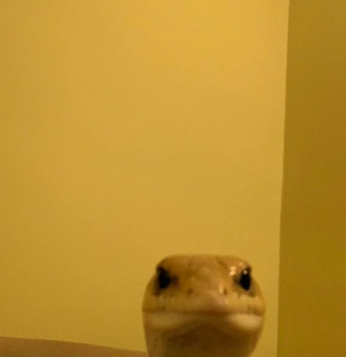 Staring Animals — Leopard gecko peeking over a ledge and staring at the camera in front of a yellow wall