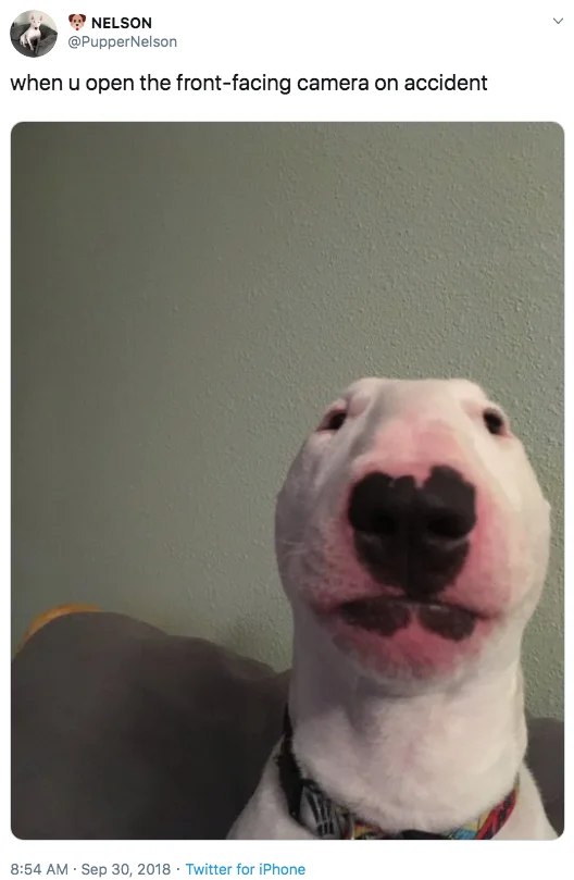 Staring Animals — Tweet screenshot of a bull terrier staring at the camera with caption about opening the front-facing camera