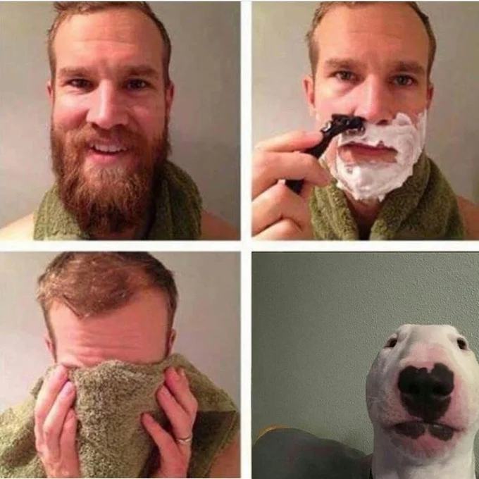 Staring Animals — Four-panel meme of a man shaving that ends with the staring bull terrier photo