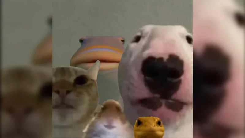 Staring Animals — Collage of a bull terrier, cat, hamster, and gecko staring into the camera