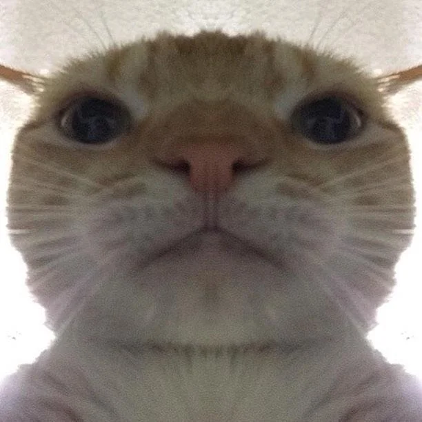 Staring Animals — Cream tabby cat staring wide-eyed into the camera in an extreme close-up