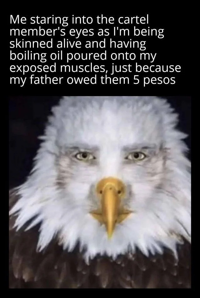 Staring Eagle Marvin Beak — Dark humor meme with warped staring eagle and cartel torture caption