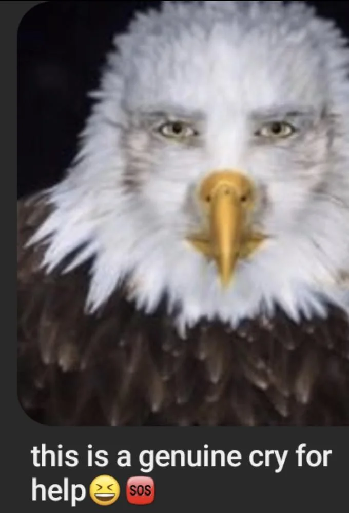 Staring Eagle Marvin Beak — Cropped screenshot of the warped staring eagle meme with human eyes and beak